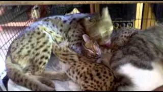 Breeding kucing hutan