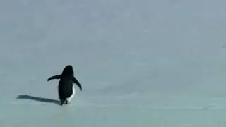 Werner Herzog&rsquo;s Nihilist Penguin Scene - 2WEI feat Ali Christenhusz  Run Baby Run EMERGENCE
