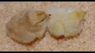 RIR Rooster &times; Light Sussex Hen Crossbreeding: Identifying Chick Gender by Feather Color