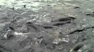 Catfish splash Bangkok