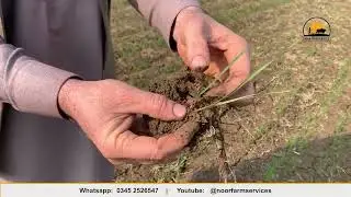 Right watering schedule for wheat crop | #noorfarmservices #agriculture #farming