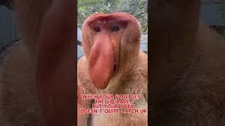 Big Nose, Bigger Personality: Meet the Proboscis Monkey!