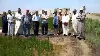 نجاح زراعة صنف الأرز جيزة 178 في الأراضي المتأثرة بالملوحة بسهل الطينة