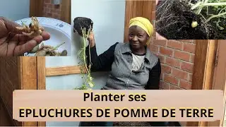 PLANTER SES EPLUCHURES DE POMME DE TERRE 🥔🥔🥔. Ne lâchons pas la patate! 🌱🌱🌱🌱