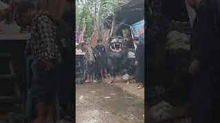 sngo galak jeluar kandang bantengan sgn #bantengan #mberot #jaranan  #barongan