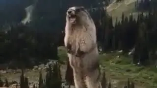 Bence x Mormota ord&iacute;t&aacute;s