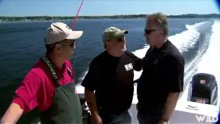 Nice Fish  - The Corporate Charter