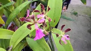 Mystery Encyclia cordigera hybrid parentage