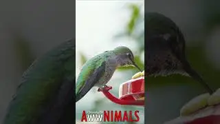 🤗 #AwwNIMALS - Hydrating Hummingbird 💕