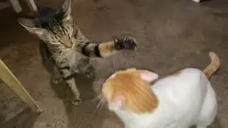 BESTFRIEND CATS PLAYING | MEIJI, PEPPER & MAX | MAMI CAT