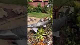 The leopard shark found a home in a sweet succulent garden. #leopardshark #shark #wildlife