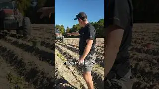 Digging sweet potatoes with the flip plow and grading them! #farmin #ag #sweetpotato #caseih
