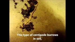 Soil Centipede