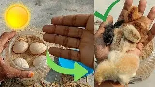 How to hatch eggs at home without incubator - incubator plastic box help sunlight 100% result#viral#
