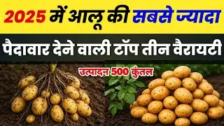 आलू🥔की टॉप 3 वैरायटी 2025 || Aalu Ki Top Variety || Potato Seeds Variety || Aalu Ki Kheti ||