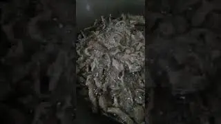 PROSES PEMBUATAN KRIPIK JAMUR KUPING