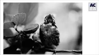 baby bird