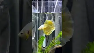 The Gold Halfmoon betta and his perfect fins #viralshorts #shorts