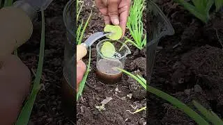 &iquest;Suelo &aacute;cido? Desc&uacute;brelo con esta prueba casera y corr&iacute;gelo de forma natural. #pH #suelo #huerto