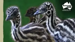Our emu chicks all grown up | Australia Zoo Life