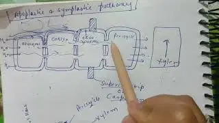 Apoplastic and symplastic pathway