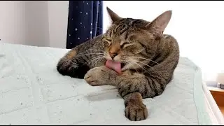 ねこ、あくびして顔を洗う【20250707】