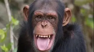 We Are Animals - Nazareth