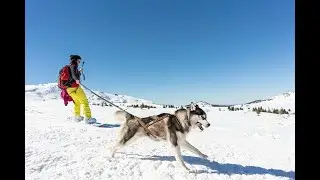 First time snowboarding with my siberian husky Harry Potter