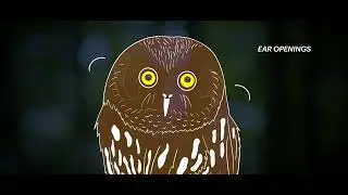 Saw-whet Owl
