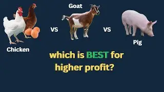 Chicken Vs Goat Vs Pig Which Is Best And  Most Profitable Farming For A Beginner With Little Capital