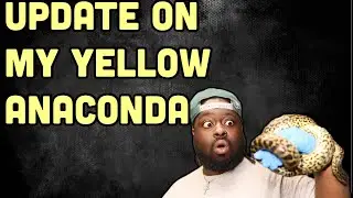 UPDATE ON MY YELLOW ANACONDA | HANDLING SESSION