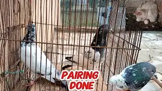Pigeons ka pair laga dia | Murgi kudak bitha di  | @shehrmaindihat  