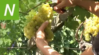 Traubenernte 2016