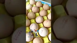Online Inkjet Egg Printing Machine.