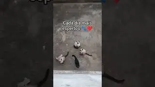 Veja at&eacute; o final 😹🐾🚨 #gateiras #gateiros #gatos #gateiraporamor #cat