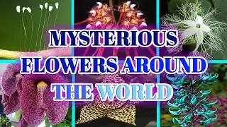 Mysterious flowers around the world