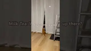 Milk Tea&rsquo;s Fireworks Review: 10/10, Would Watch Again (From a Safe Distance) #cat#cute#funny#cutecat