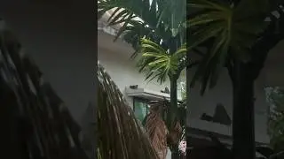 Мунсун в Гоа. Monsoon in Goa. #goa #monsoon #rainsounds #дождьзвукидождя #rain #thunder