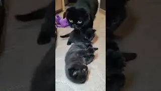 #cat #котик #видосыоткота шотландские котейки Барановичи Москва