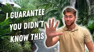 5 BEST Tropical Plants That SURVIVE Florida Freezes