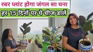 बरसात में रबर प्लांट कभी खराब नही होगा | हर 15 दिनो पर ये डालें#gardening#RubberPlant#IndoorPlant
