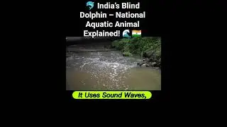 🐬 India&rsquo;s Blind Dolphin &ndash; National Aquatic Animal Explained! 🌊🇮🇳#trending #youtubeshorts