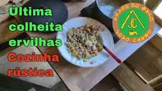 #&Uacute;ltima #colheita das #ervilhas e #cozinha #r&uacute;stica