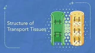 Grade-12 (Biology) Structure of Transport Tissues