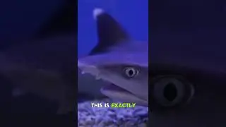 The Rich Think Like Sharks