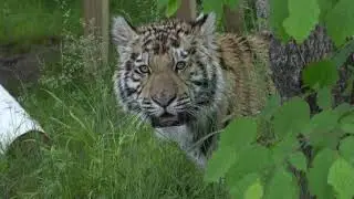 Dash's New Big Tiger Habitat 🥰(Live Post)