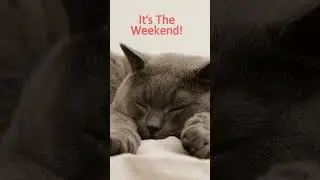 Cuteness Alert: Aww This Cat is SO CUTE! - Funny Animal Videos