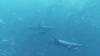 Teamwork: Hunting is a social activity for dolphins, who work as a team to feed #fishing
