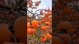 Everything goes well. #countryside #fruit #persimmon