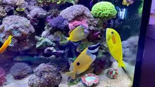 Ciclado del acuario / que es ? Y como hacerlo? / agua dulce y salada